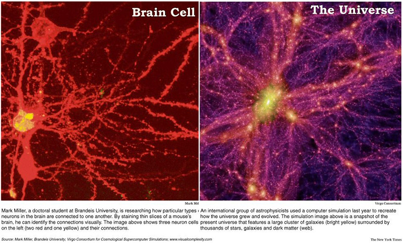 Brain cells and the universe