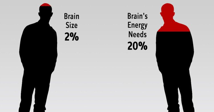 Brain's Energy Consumption