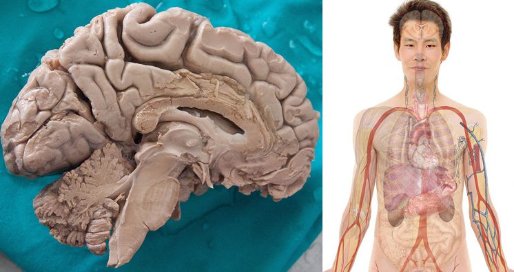 Human brain and body