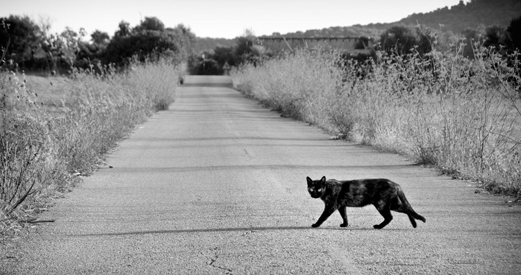 Black cat crossing road