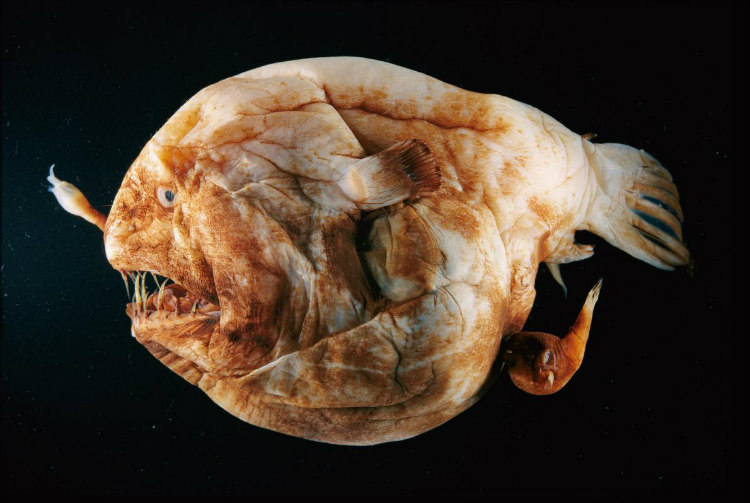 Female and Male Anglerfish