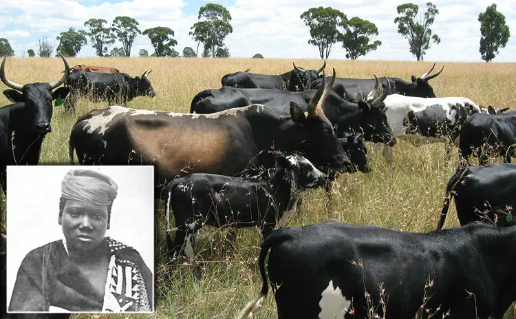 Nongqawuse and Xhosa Cattle-Killing