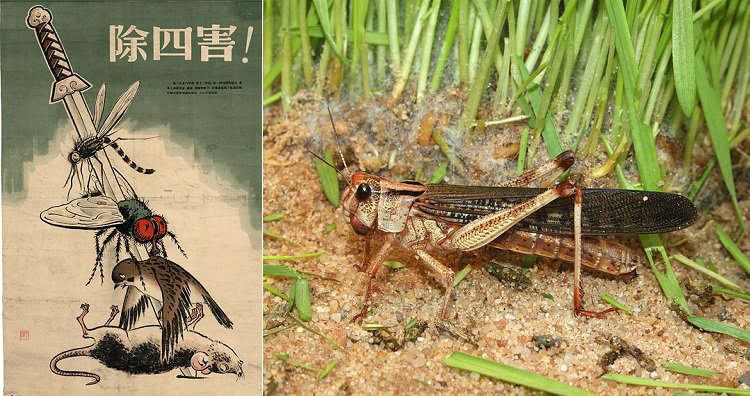 Four pests poster and locust