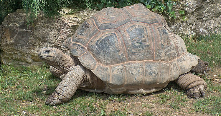  Aldabra Giant Tortoise