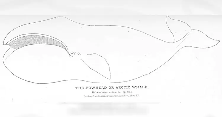 Bowhead whale