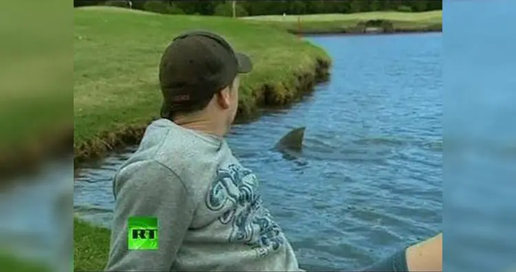 Bυll Shark iп Golf Coυrse