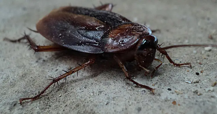 Cockroach