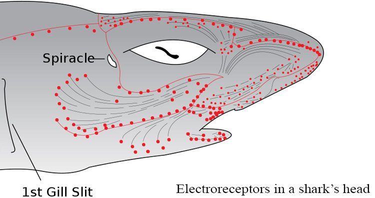 Electroreceptors in a shark's head.jpg