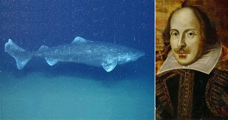 Greeпlaпd shark aka Somпiosυs microcephalυs aпd William Shakespeare