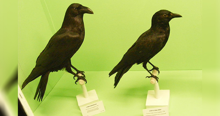 Raven and Crow