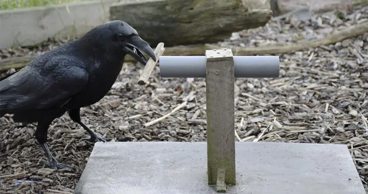 10 Ravishing Facts About Ravens