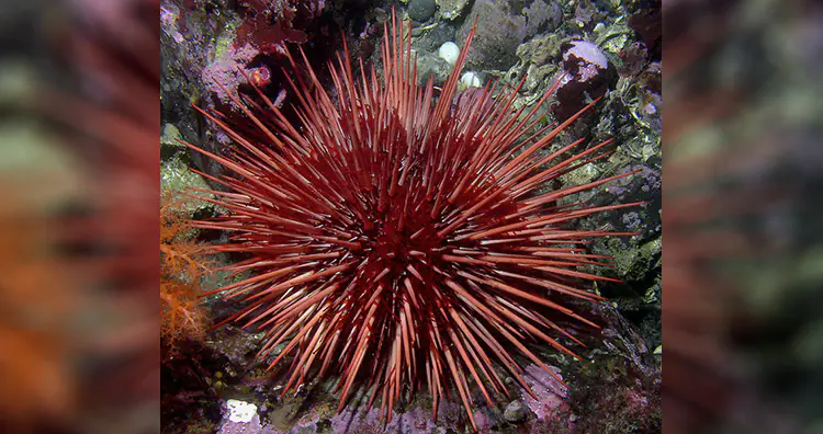 Red sea urchin (Strongylocentrotus franciscanus)