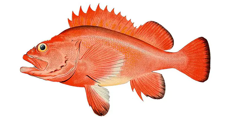 Rougheye rockfish aka Sebastes Aleutianus