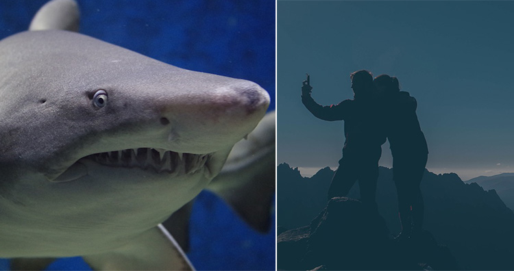 Shark and taking Selfie