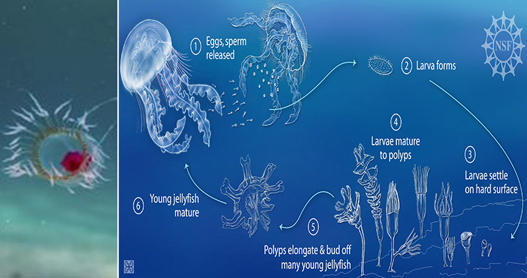Turritopsis dohrnii aka immortal jellyfish