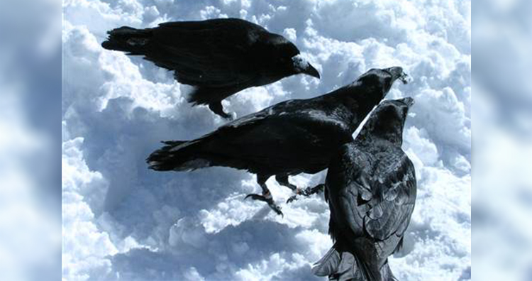 three ravens