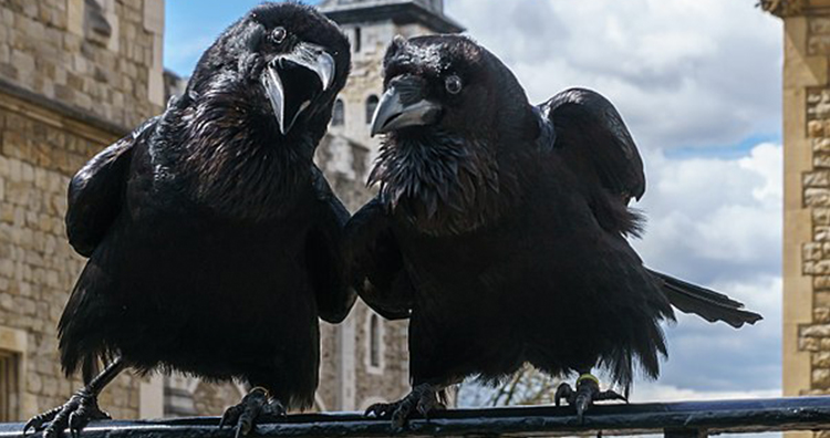 two ravens
