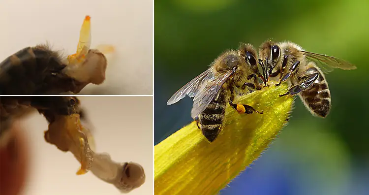 Bee Penis, Bees