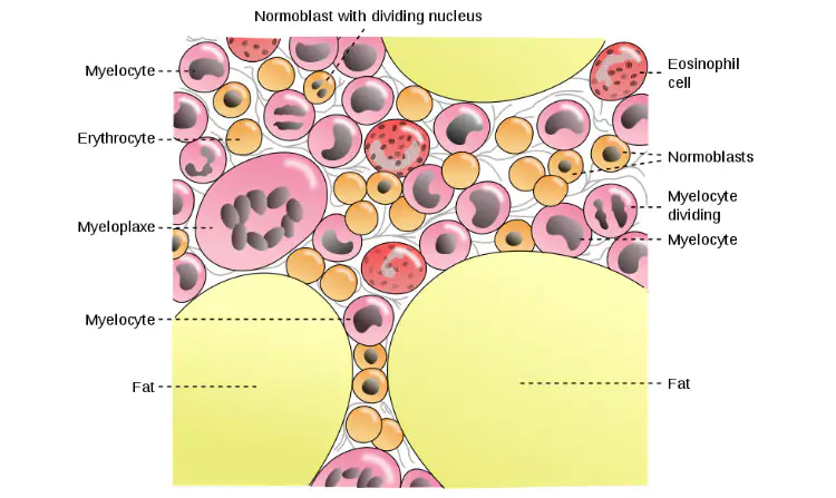 Cells iп Boпe Marrow