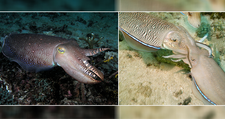 CuttleFish, CuttleFish Mating