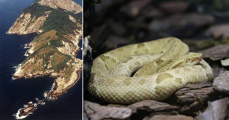 Ilha da Queimada Grande, Bothrops insularis snake