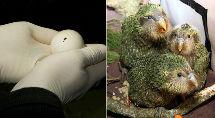 Kakapo Egg Hatching and Chicks