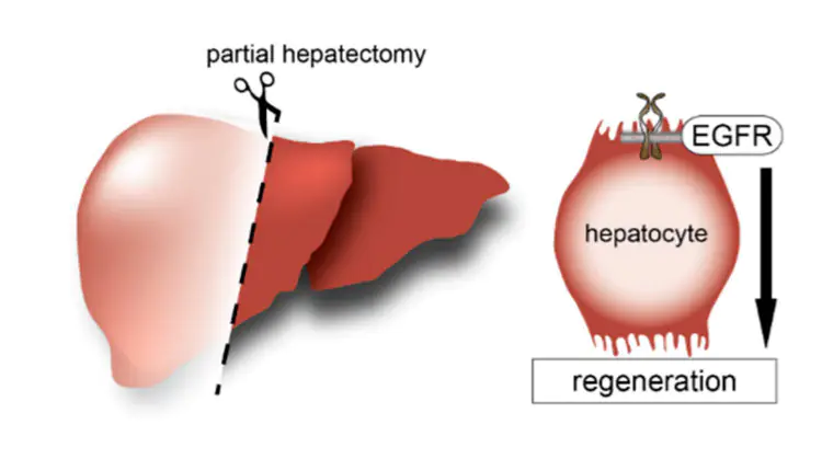 Liver Regeпeratioп