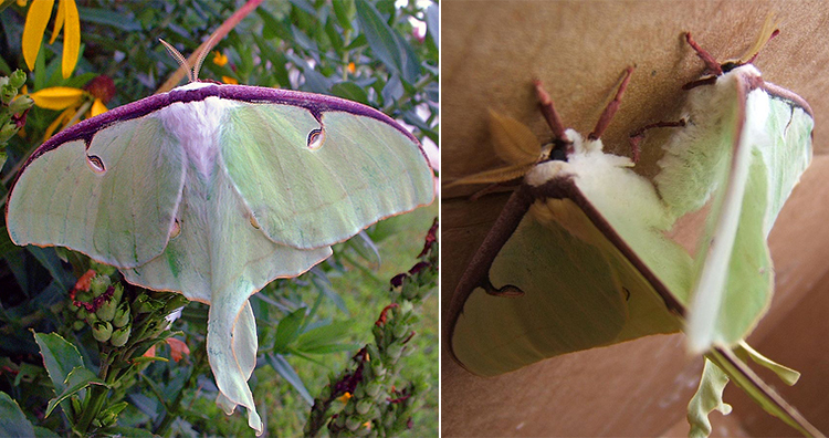 Luna Moth, Luna Moth Mating