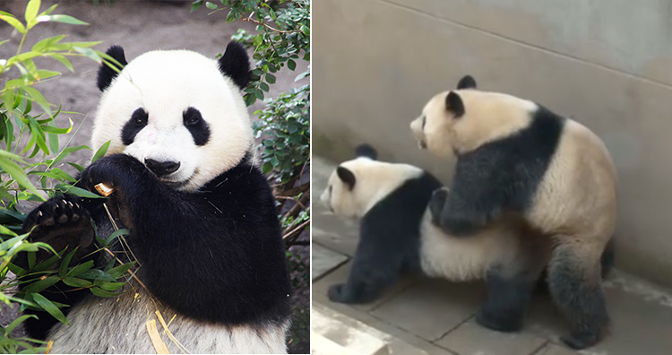 Panda, Panda mating