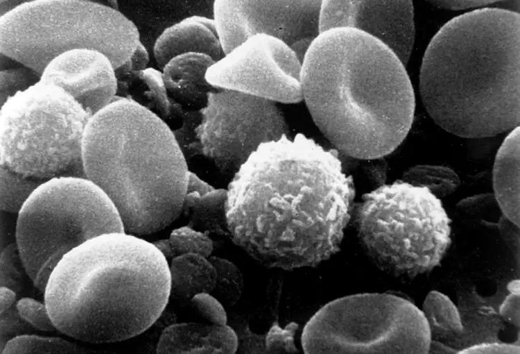 White Blood Cells