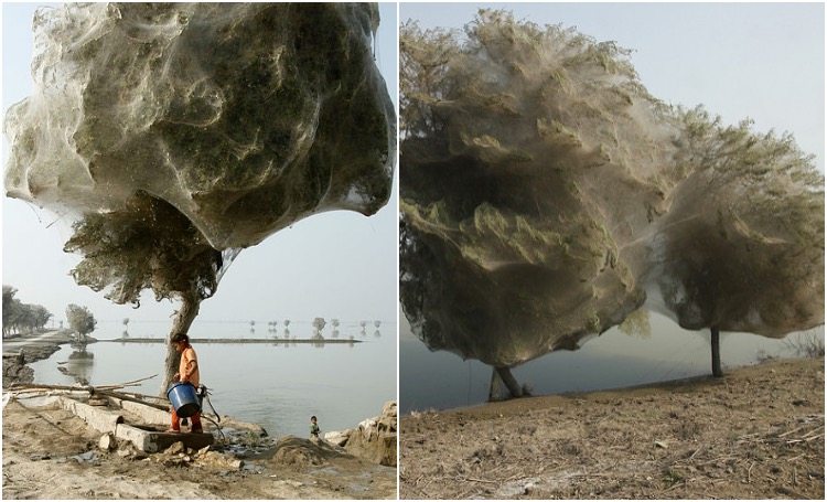 Spider Cocooned Trees