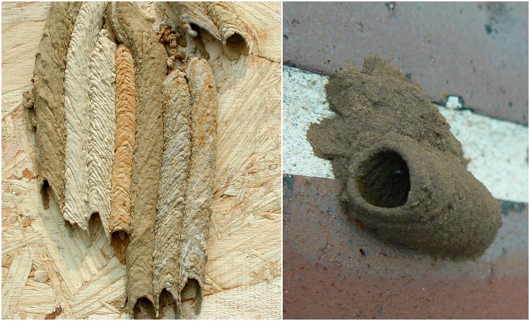 Mud Dauber Wasps Nests