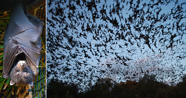 Bat, bats exiting Bracken Bat Cave