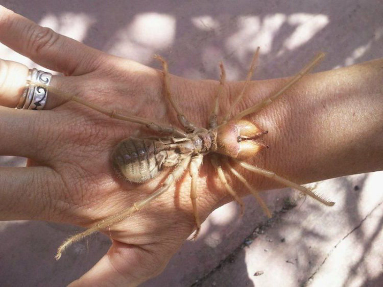 Camel Spider on a Human Hand