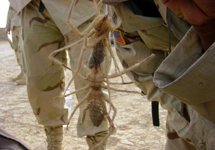Camel Spiders Appearing Large