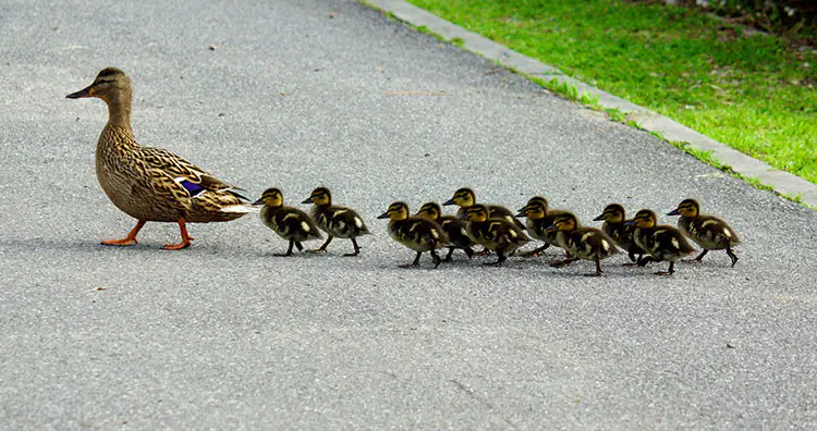 Ducklings following their mother