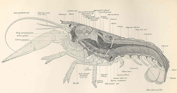 Female Lobster Anatomy