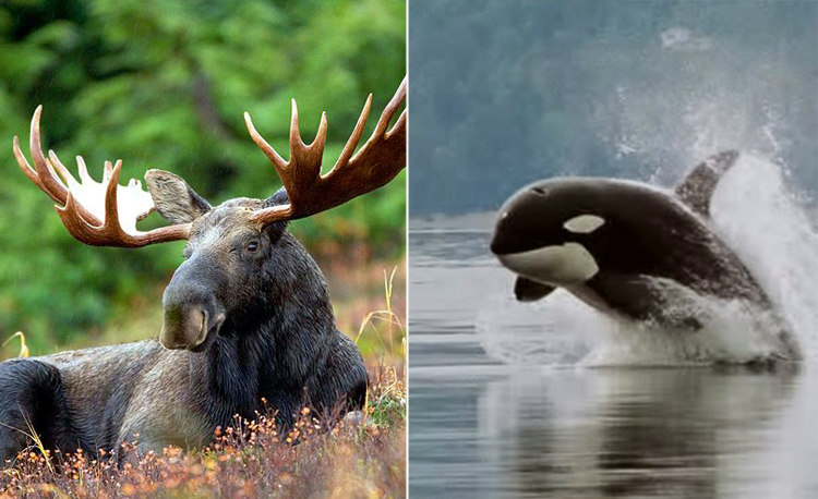 Moose and Killer Whale