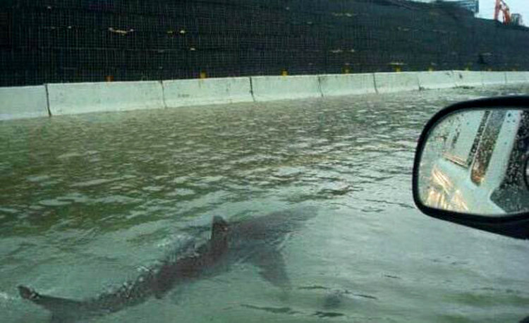 Shark on Highway After Hurrican Irma