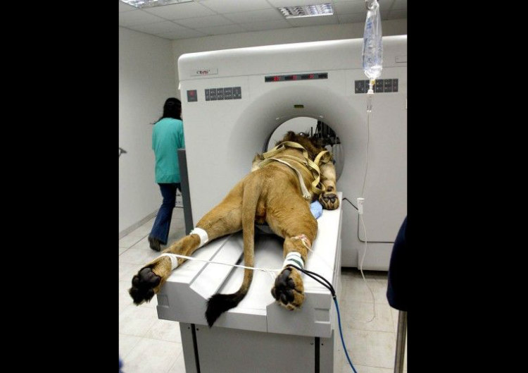 Sick Lion Ungergoing CAT Scan