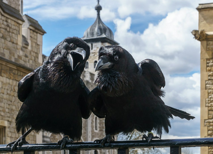 Tower Ravens Jubilee and Munin