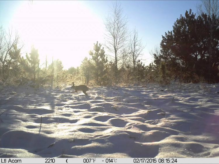 Wildlife Photographs Captured by Chernobyl Trap Camera