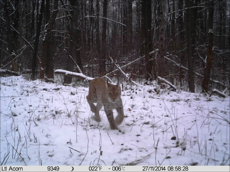 Wildlife Photographs Captured by Chernobyl Trap Camera