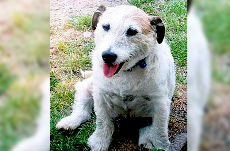 George, the Jack Russel Terrier