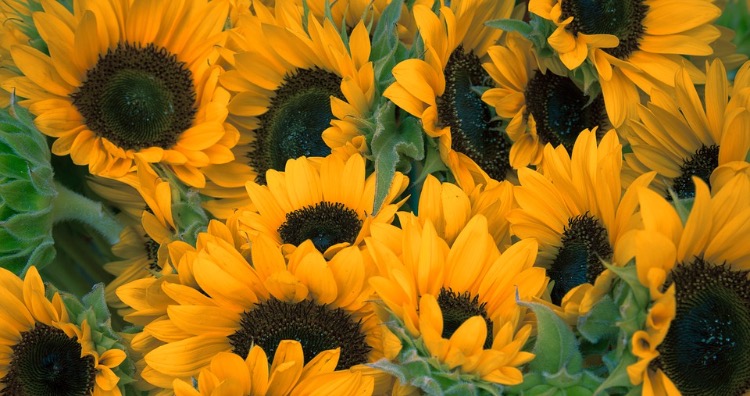 Sunflowers do not follow the sun once they are fully grown