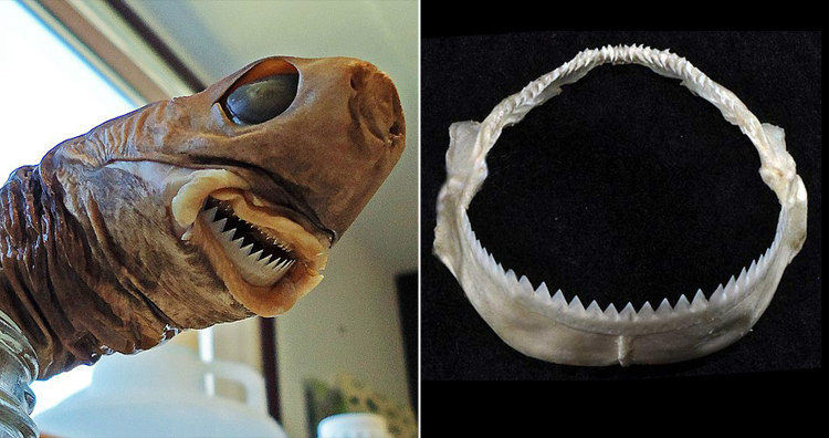 Cookiecutter Shark's Teeth