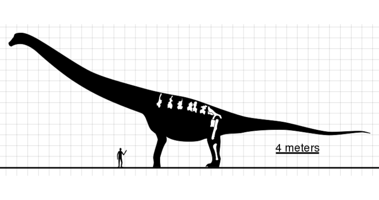 A comparison between Argentinosaurus and human height