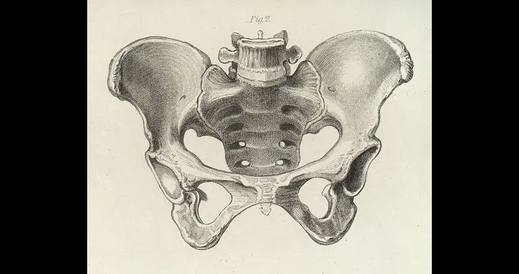 Diagram of the female pelvis