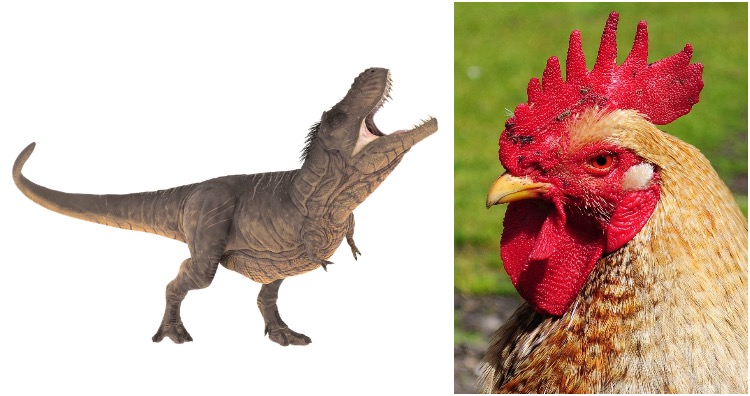 The closest relative to Tyrannosaurus Rex is chicken