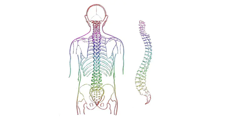 Human spines are so inefficient that 80% of people suffer from neck or back pain at some point in their lives. 